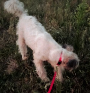 Jessy braucht ein richtiges Zuhause für immer Bild 5