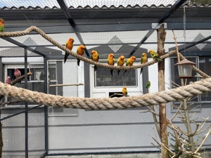 Vögel Sonnensittiche 