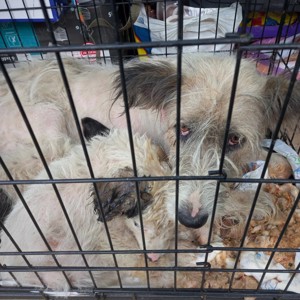 Jessy braucht ein richtiges Zuhause für immer Bild 4