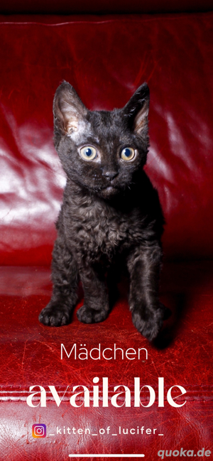 selkirk rex sphynx brush mädchen 