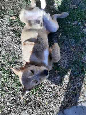 Elliot sucht seine Menschen für immer Bild 7