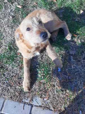 Elliot sucht seine Menschen für immer Bild 6