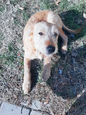 Elliot sucht seine Menschen für immer Bild 5