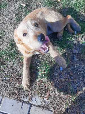 Elliot sucht seine Menschen für immer Bild 8