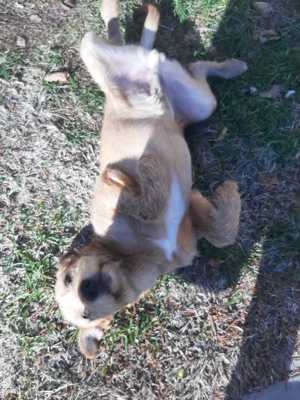 Elliot sucht seine Menschen für immer Bild 9