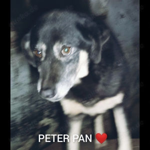 Peter Pan - bist du sein Mensch?