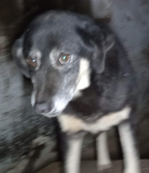 Peter Pan - bist du sein Mensch? Bild 3