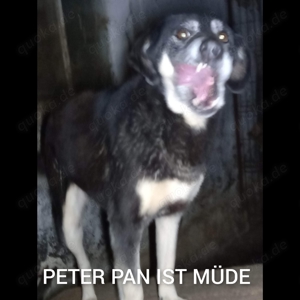 Peter Pan - bist du sein Mensch? Bild 4