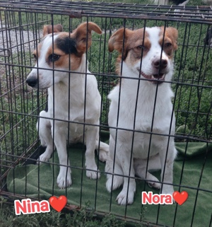 Nina sucht ein Zuhause für immer Bild 5