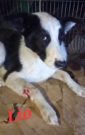 Lio-Lee hätte gerne ein liebevolles Zuhause für immer Bild 9