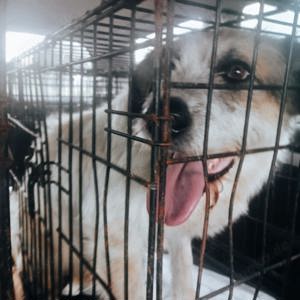 Coby sucht seine Menschen Bild 4