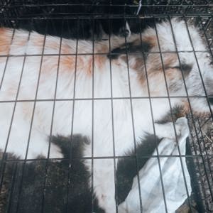 Coby sucht seine Menschen Bild 2