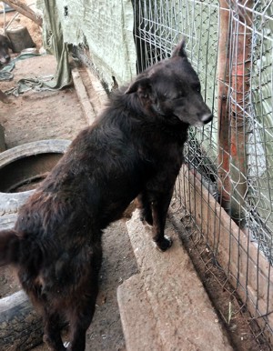 Karla hätte so gerne ein richtiges Zuhause Bild 5