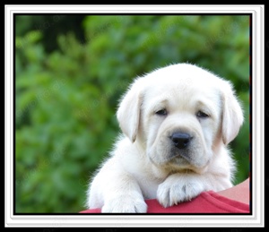 Wunderschöne Labrador Welpen in Schwarz und Gelb aus der Showlinie