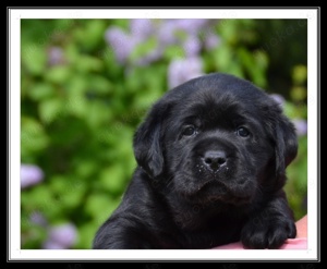 Wunderschöne Labrador Welpen in Schwarz und Gelb aus der Showlinie Bild 3