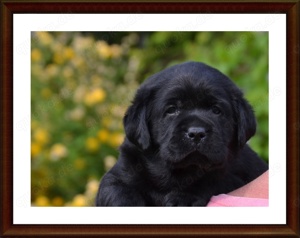 Wunderschöne Labrador Welpen in Schwarz und Gelb aus der Showlinie Bild 5