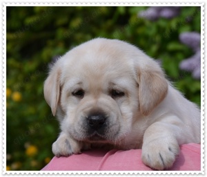 Wunderschöne Labrador Welpen in Schwarz und Gelb aus der Showlinie Bild 4