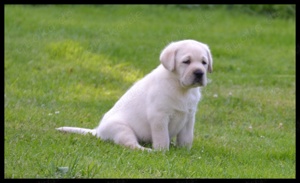 Wunderschöne Labrador Welpen in Schwarz und Gelb aus der Showlinie Bild 8