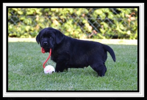 Wunderschöne Labrador Welpen in Schwarz und Gelb aus der Showlinie Bild 7