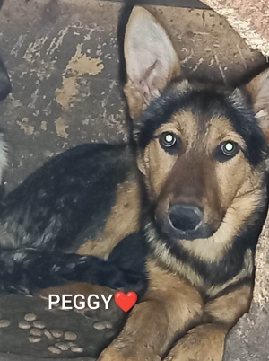 Peggy - bist du ihr Mensch?