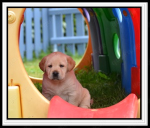Wunderschöne Labrador Welpen in Schwarz und Gelb aus der Showlinie Bild 6