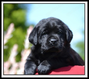 Wunderschöne Labrador Welpen in Schwarz und Gelb aus der Showlinie Bild 2