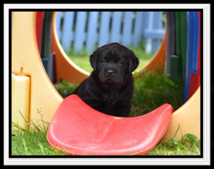 Wunderschöne Labrador Welpen in Schwarz und Gelb aus der Showlinie Bild 9