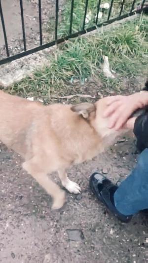 Lilo - hast du ein Körbchen frei? Bild 4