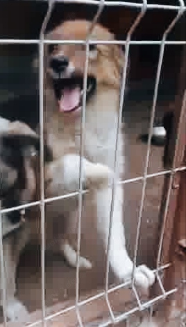 Franzi - findet sie bald ihr richtiges Zuhause? Bild 6