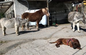 Platz in Offenstall für Hufrehe- oder Rentner-Pferd Pony Esel