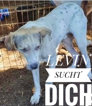 Levina - schenkst du ihr ein liebevolles Zuhause?