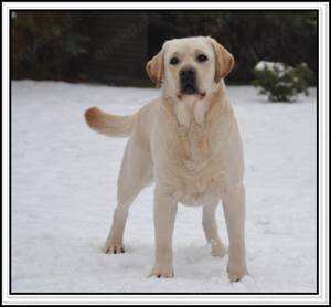 Wunderschöne Labrador Welpen in Schwarz und Gelb aus der Showlinie Bild 10