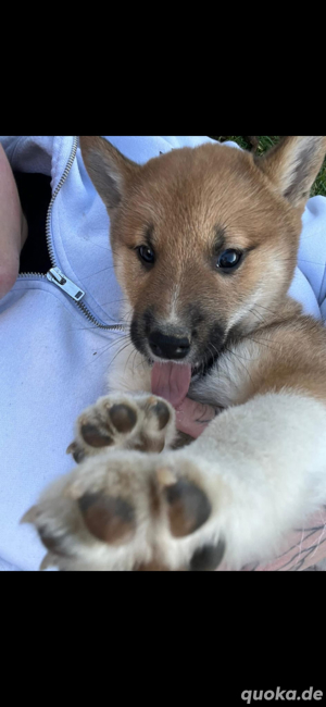 Shiba Inu welpen 