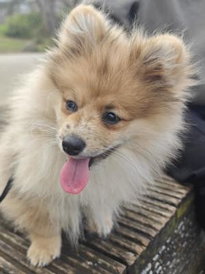 Zwergspitz Pomeranian Welpe mit Ahnentafel