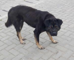 Chicco braucht Streicheleinheiten Bild 2