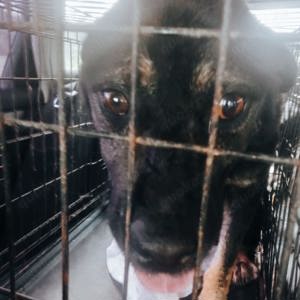 Chicco braucht Streicheleinheiten Bild 5