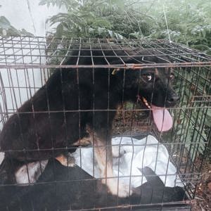 Chicco braucht Streicheleinheiten Bild 3