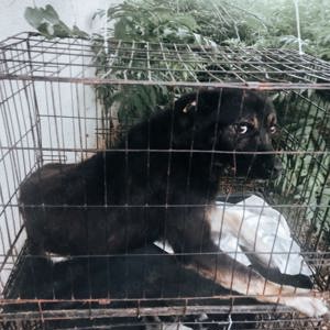 Chicco braucht Streicheleinheiten Bild 4