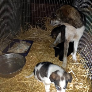 Nancy - schenkst du ihr ein liebevolles Zuhause? Bild 6