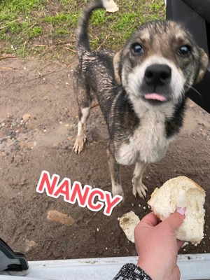 Nancy - schenkst du ihr ein liebevolles Zuhause? Bild 5