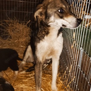 Nancy - schenkst du ihr ein liebevolles Zuhause? Bild 2