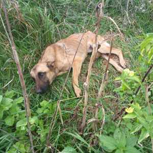 Julian - schenkst du ihm ein Zuhause für immer? Bild 5