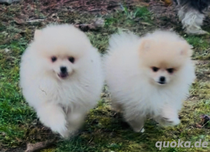 Reinrassige Pomeranian Zwergspitz welpen