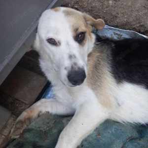 SOS - Tita sucht dringend ein Zuhause