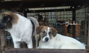 Kira - schenkst du ihr ein Zuhause für immer? Bild 2