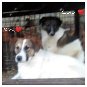 Kira - schenkst du ihr ein Zuhause für immer? Bild 4