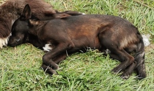 Marius hätte gerne ein Zuhause für immer Bild 3