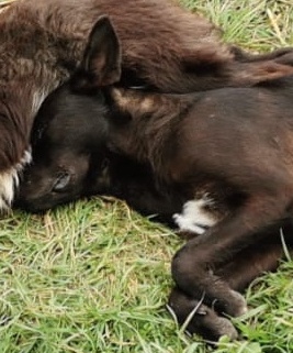 Marius hätte gerne ein Zuhause für immer Bild 5