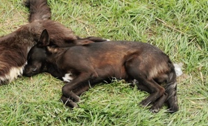 Marius hätte gerne ein Zuhause für immer Bild 4