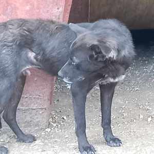 Marius hätte gerne ein Zuhause für immer Bild 6